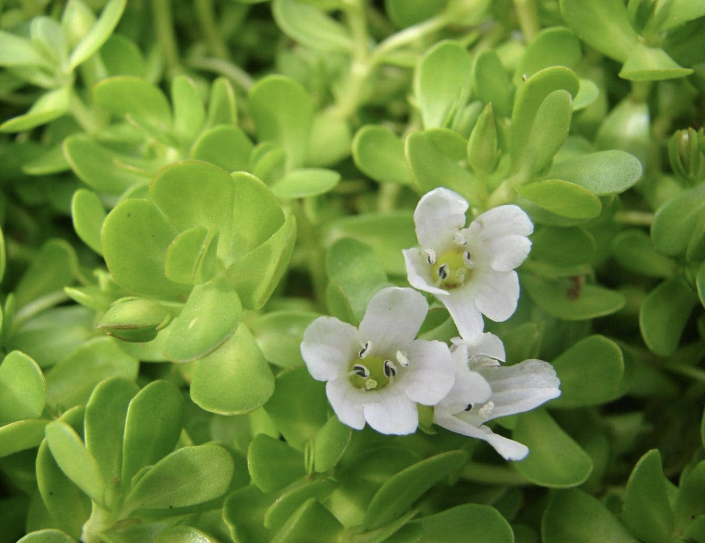 Materia Medica: Brahmi