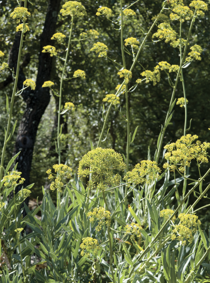 Materia Medica: Bupleurum