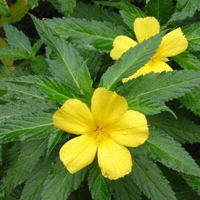 Damiana: Materia Medica