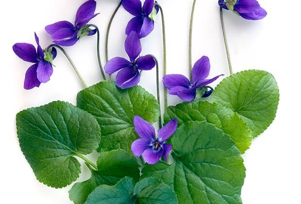Expanding on the Healing Virtues of Violet Tea: A Blend of Wholesome Goodness