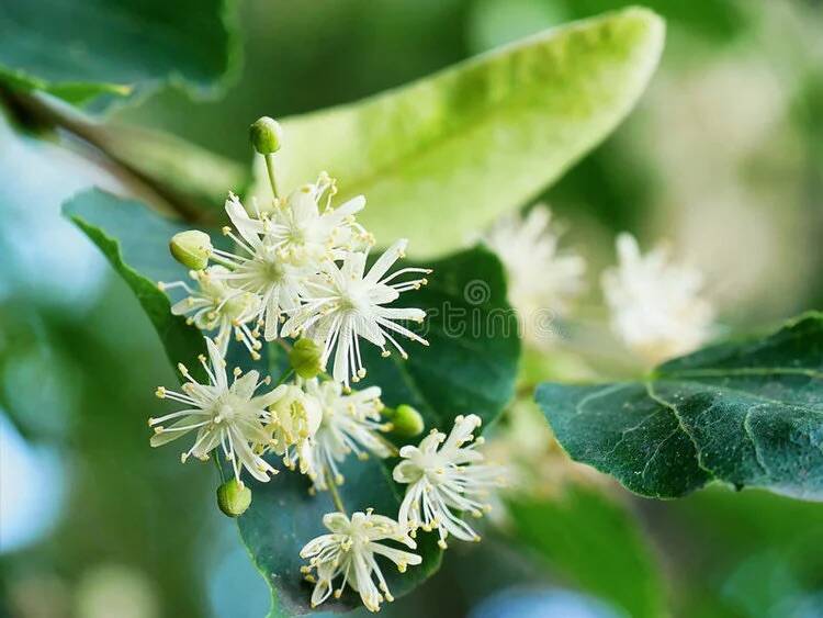 Linden: Materia Medica