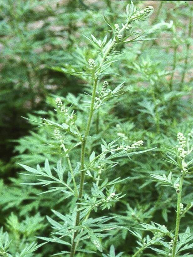 Mugwort: Materia Medica