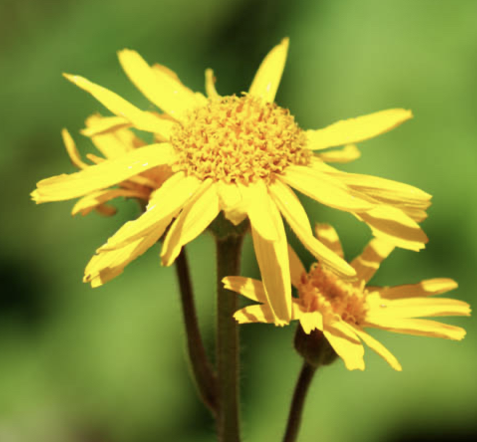 Arnica Flower: Materia Medica