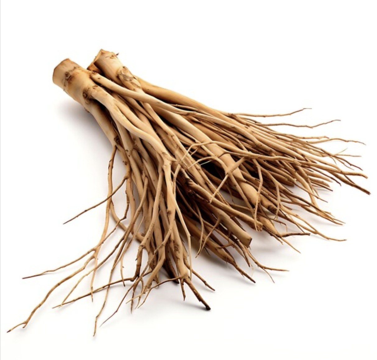 Materia Medica: Eleuthero Root