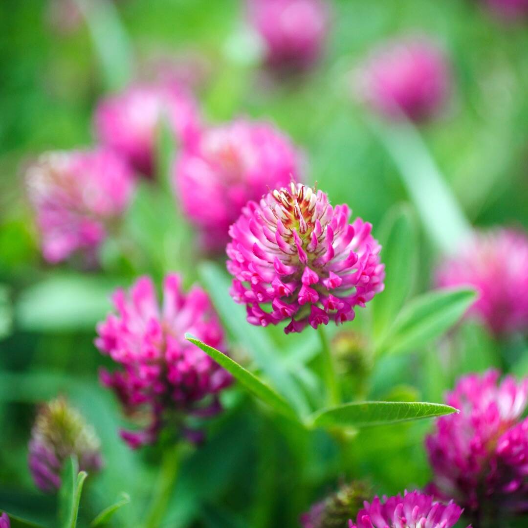 The Health Benefits of Red Clover Flower Tea: Nature's Secret Remedy