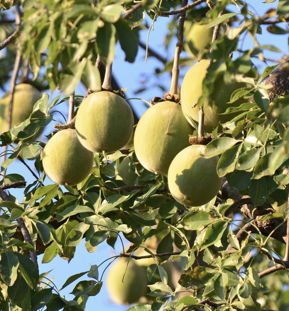 Materia Medica: Baobab