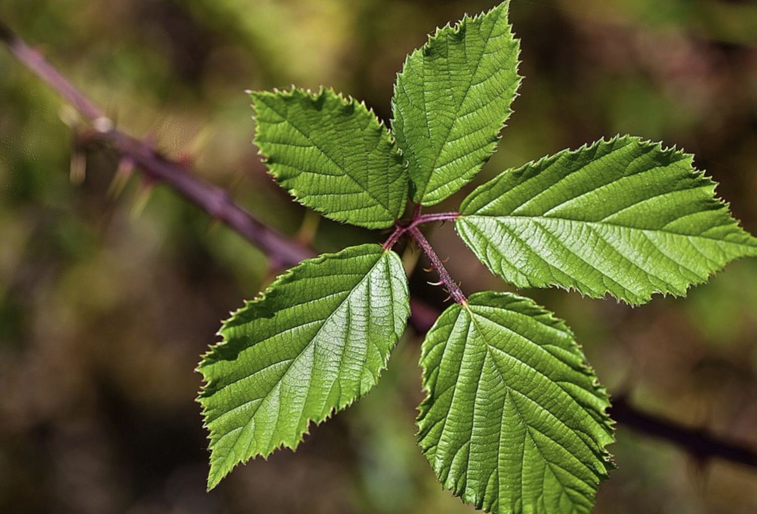 Blackberry Leaf: Materia Medica