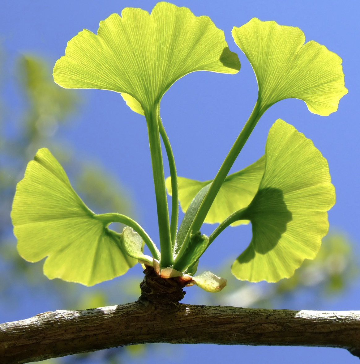 Materia Medica: Ginkgo Leaf