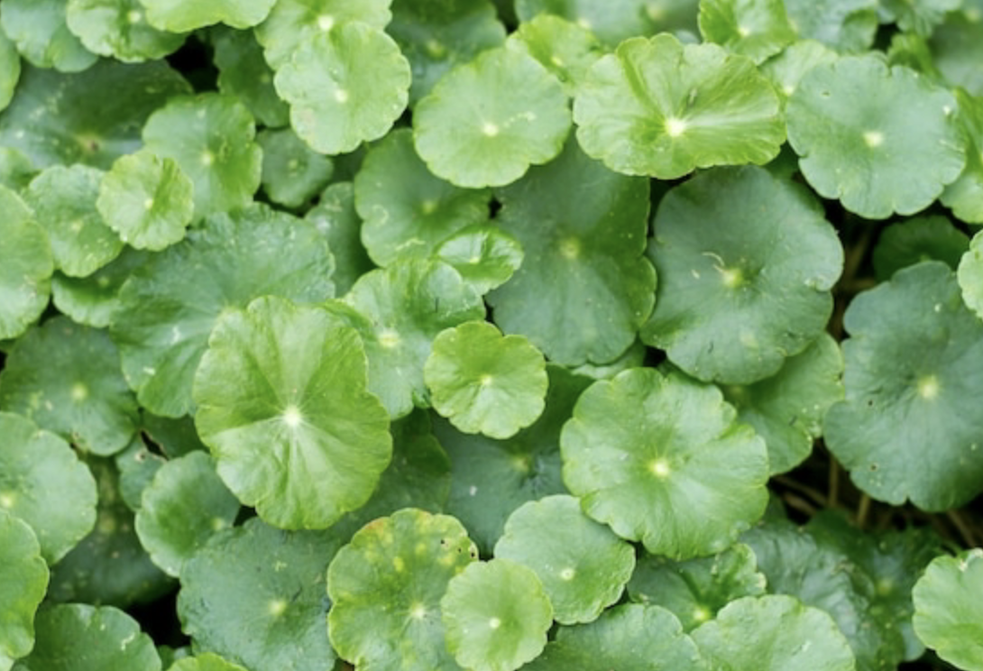 Materia Medica: Gotu Kola