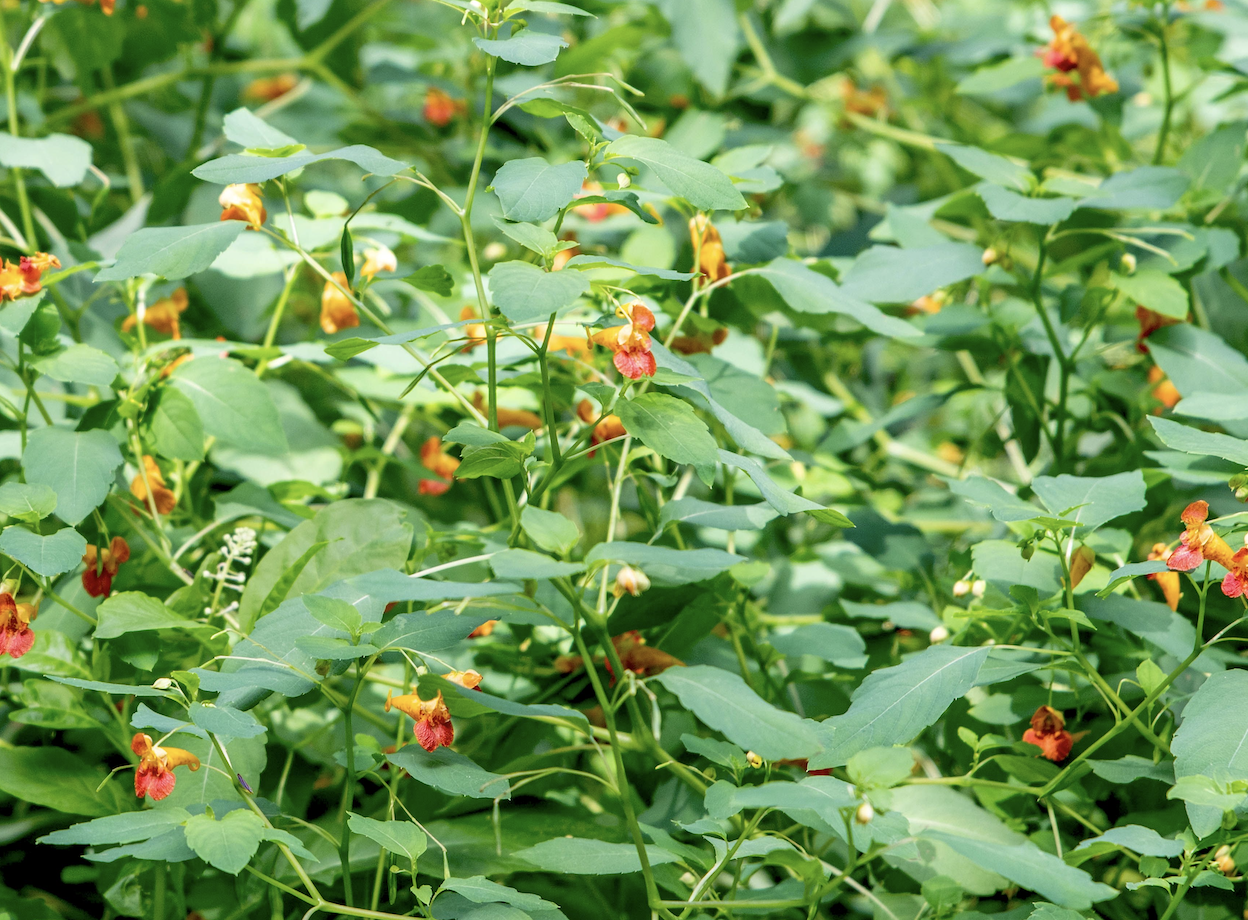 Jewelweed: Materia Medica
