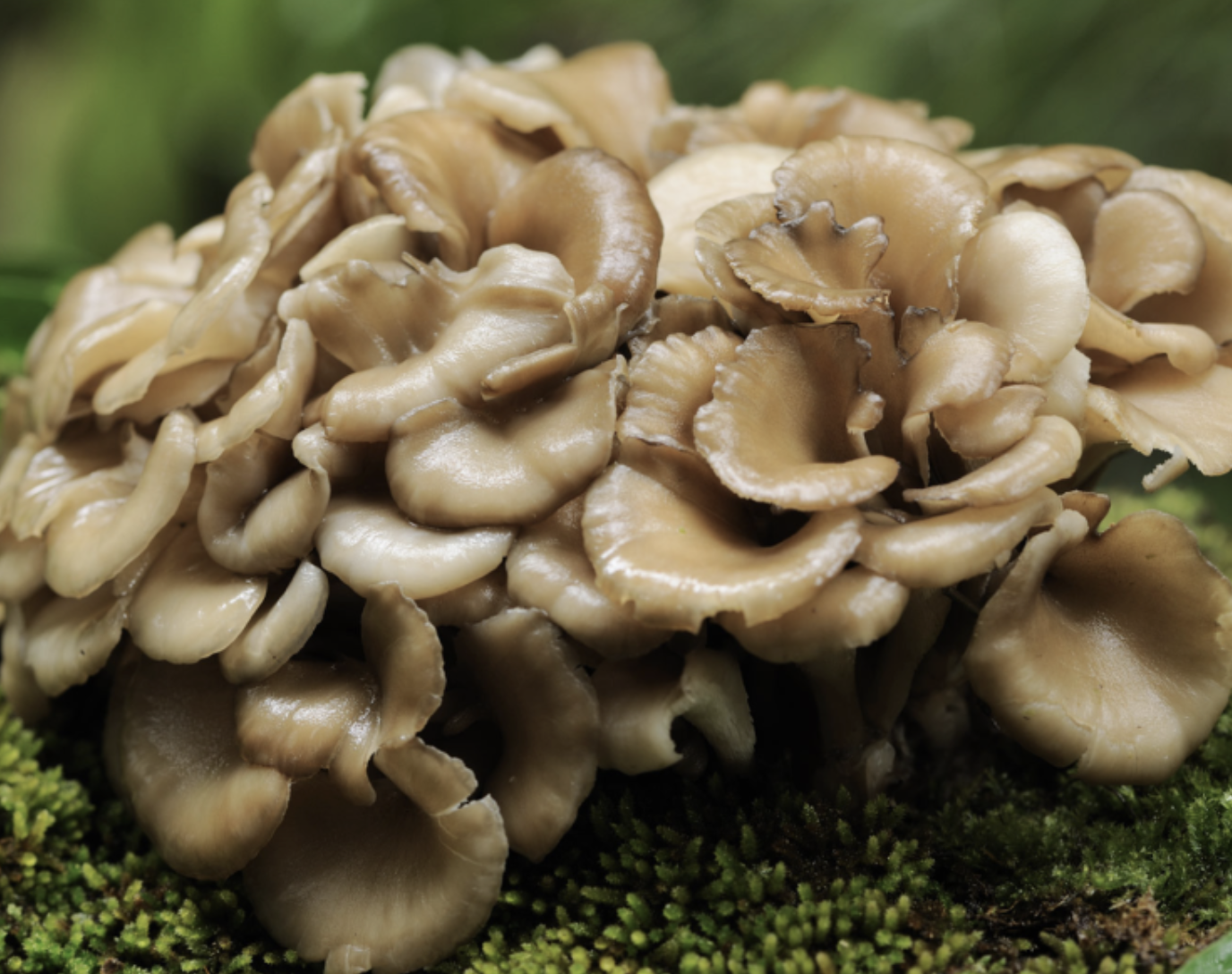 Materia Medica:Maitake Mushroom