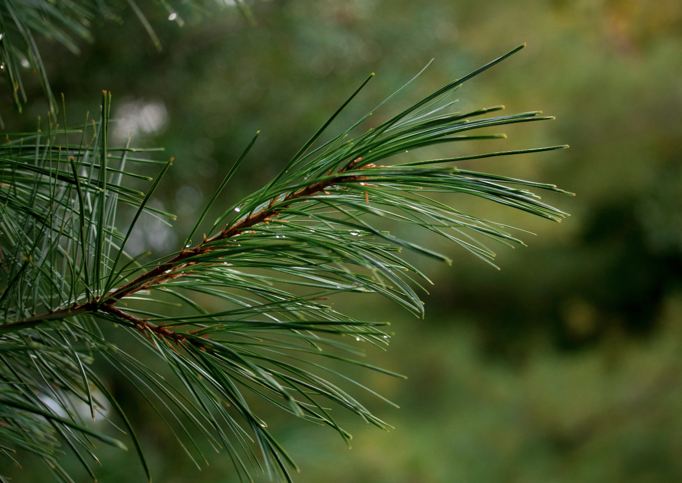 Materia Medica: Pine Needle