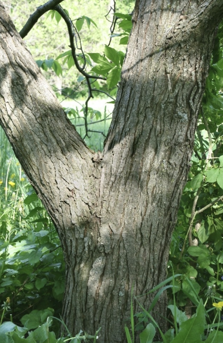 Slippery Elm: Materia Medica
